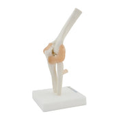 HeineScientific Elbow Model Skeletal Display