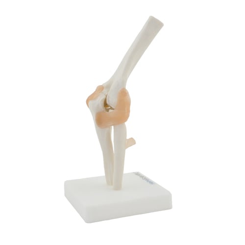 HeineScientific Elbow Model Skeletal Display