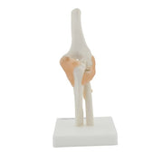 HeineScientific Elbow Model Skeletal Display