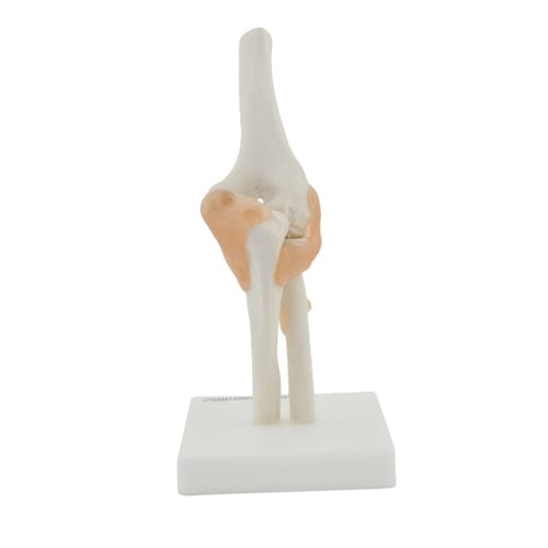 HeineScientific Elbow Model Skeletal Display