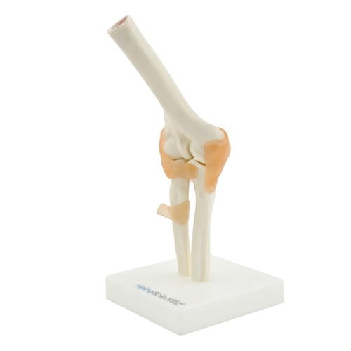 HeineScientific Elbow Model Skeletal Display