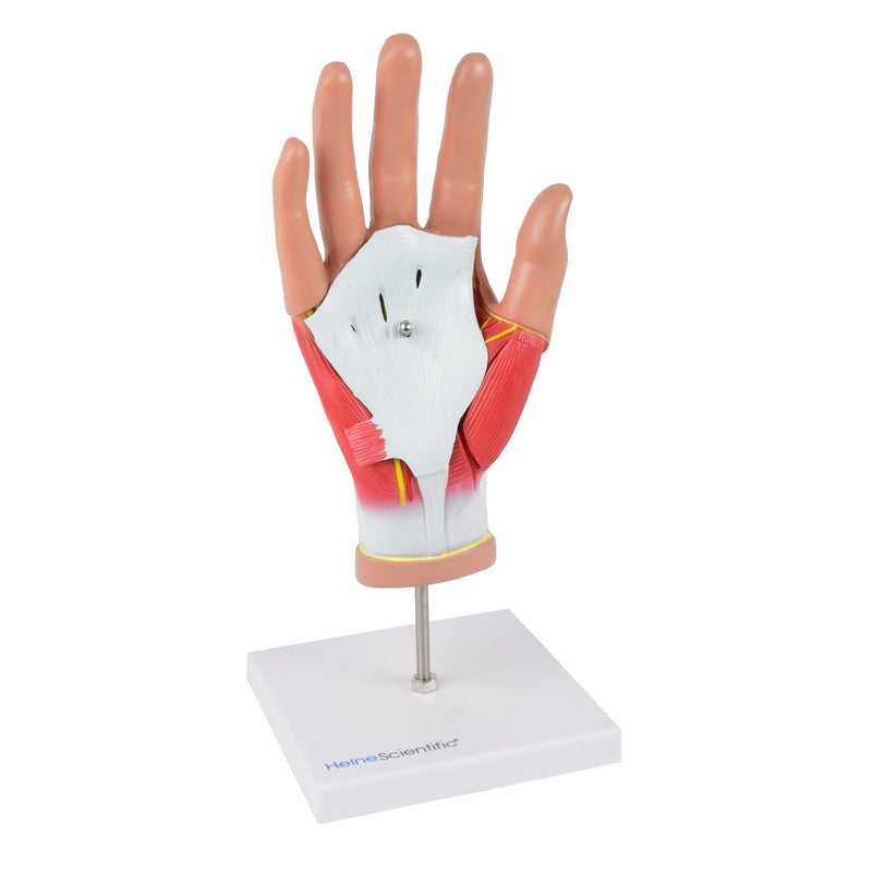 HeineScientific 4-Part Hand Model Life-Sized Human Hand