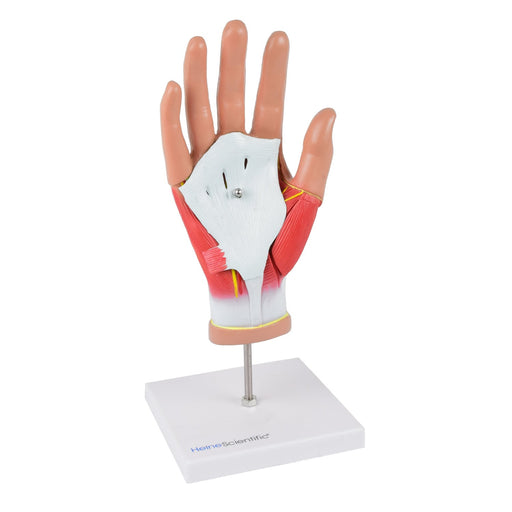 HeineScientific 4-Part Hand Model Life-Sized Human Hand
