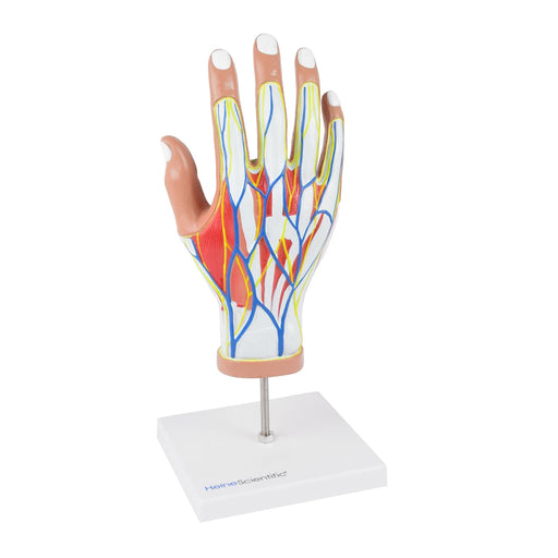 HeineScientific 4-Part Hand Model Life-Sized Human Hand