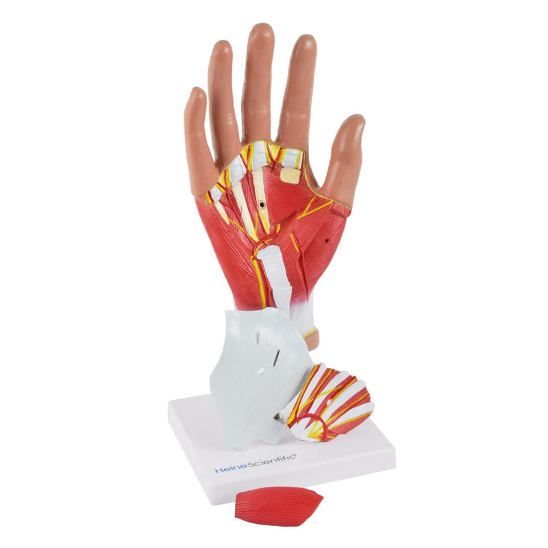HeineScientific 4-Part Hand Model Life-Sized Human Hand