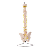 HeineScientific Spinal Column with Pelvis Model