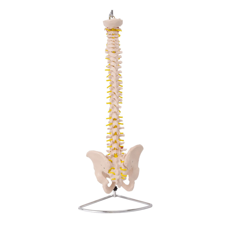 HeineScientific Spinal Column with Pelvis Model