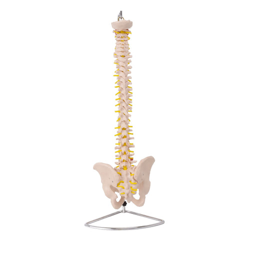 HeineScientific Spinal Column with Pelvis Model