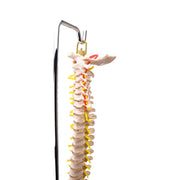 HeineScientific Spinal Column with Pelvis Model