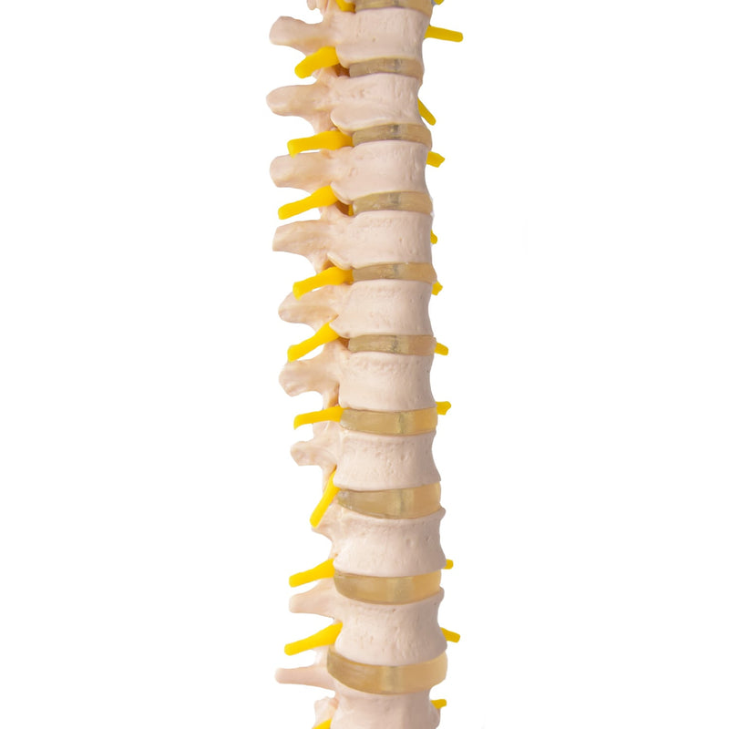 HeineScientific Spinal Column with Pelvis Model