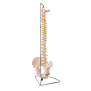 HeineScientific Spinal Column with Pelvis Model
