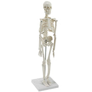 HeineScientific Miniature Skeleton Model with Stand