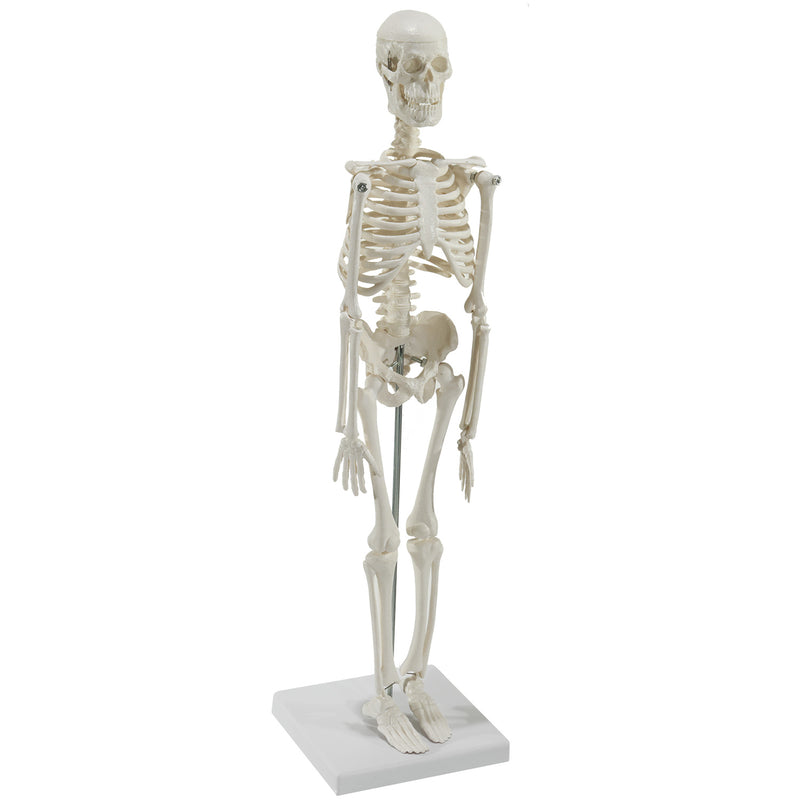 HeineScientific Miniature Skeleton Model with Stand