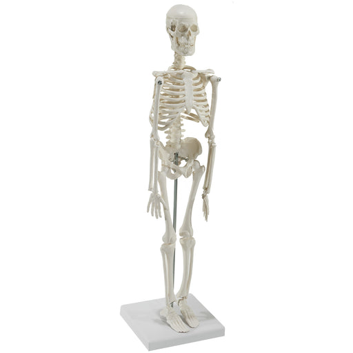 HeineScientific Miniature Skeleton Model with Stand