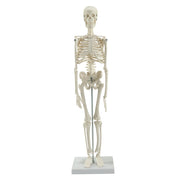 HeineScientific Miniature Skeleton Model with Stand