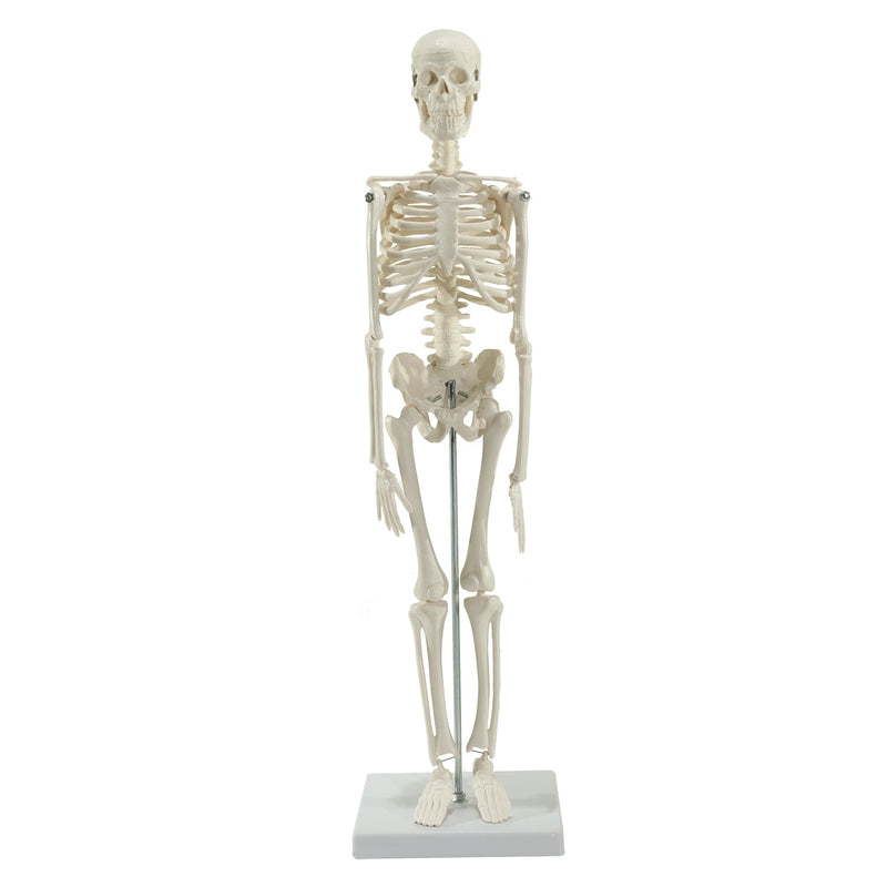HeineScientific Miniature Skeleton Model with Stand