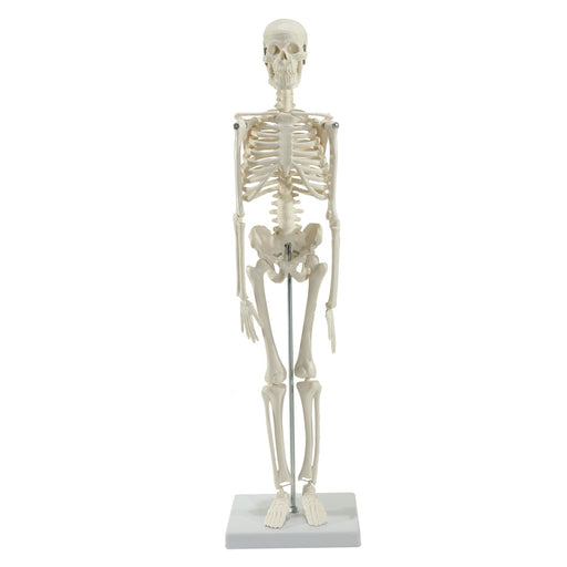 HeineScientific Miniature Skeleton Model with Stand