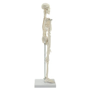 HeineScientific Miniature Skeleton Model with Stand