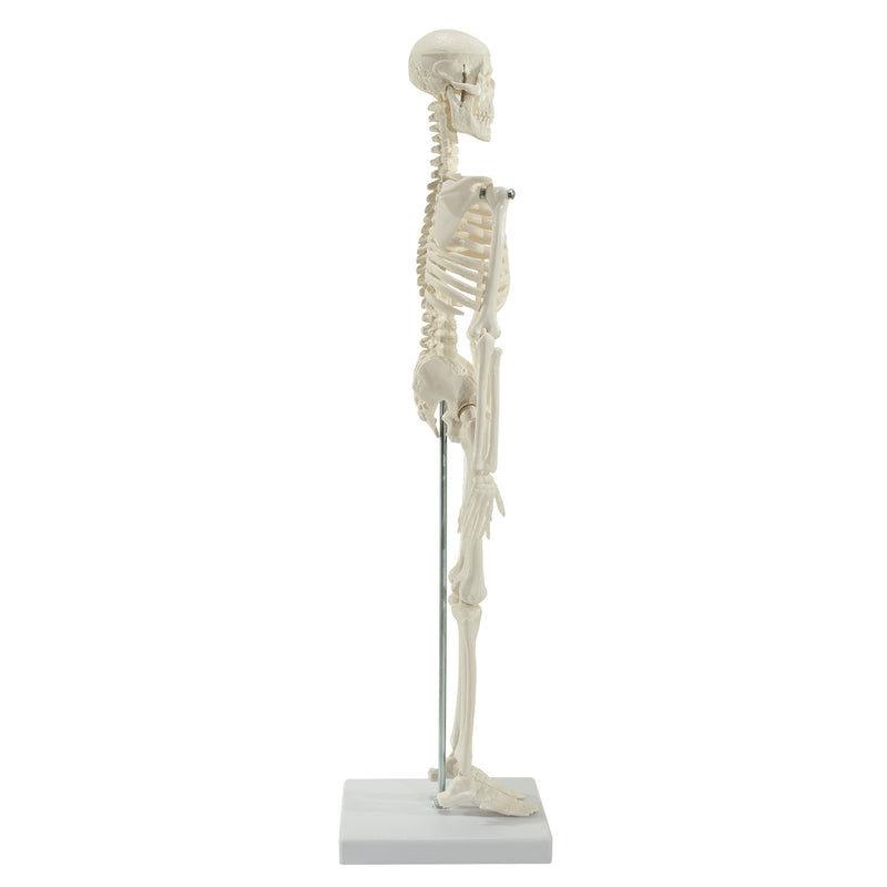 HeineScientific Miniature Skeleton Model with Stand