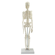 HeineScientific Miniature Skeleton Model with Stand