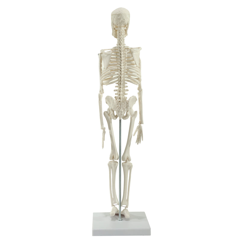 HeineScientific Miniature Skeleton Model with Stand