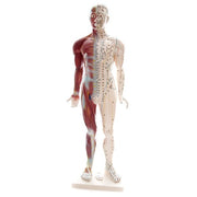 HeineScientific Male Acupuncture Model with Chinese Labelling