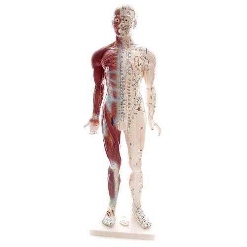 HeineScientific Male Acupuncture Model with Chinese Labelling