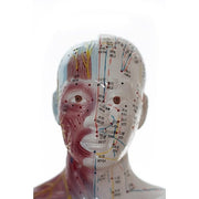 HeineScientific Male Acupuncture Model with Chinese Labelling