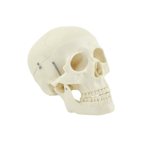 HeineScientific XC-104A Human Skull Model Life-Size