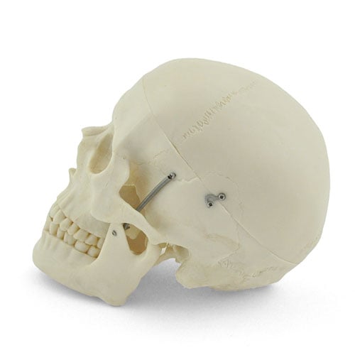 HeineScientific XC-104A Human Skull Model Life-Size