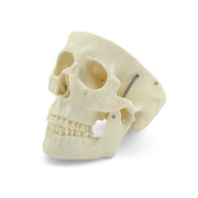 HeineScientific XC-104A Human Skull Model Life-Size