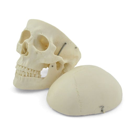 HeineScientific XC-104A Human Skull Model Life-Size
