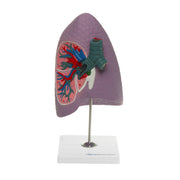 HeineScientific Human Lung Model Right Lobe Replica