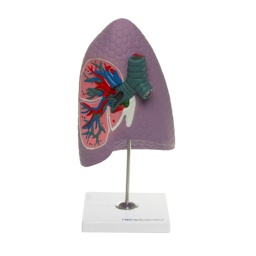 HeineScientific Human Lung Model Right Lobe Replica