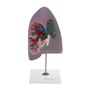 HeineScientific Human Lung Model Right Lobe Replica