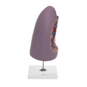HeineScientific Human Lung Model Right Lobe Replica