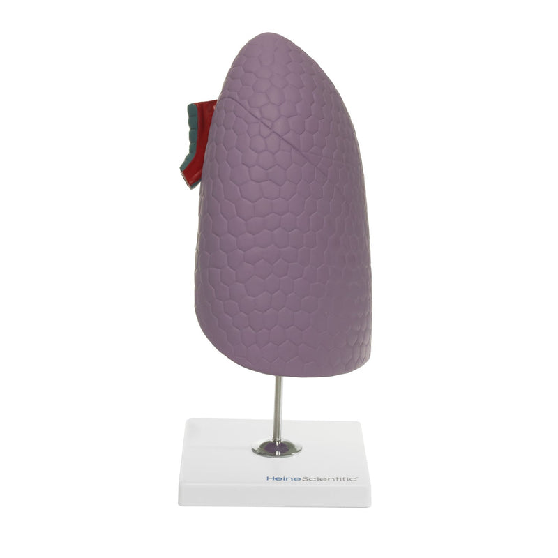 HeineScientific Human Lung Model Right Lobe Replica