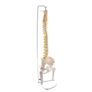 HeineScientific Spinal Column Model with Pelvis and Femoral Heads