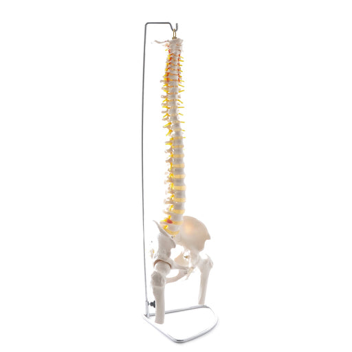 HeineScientific Spinal Column Model with Pelvis and Femoral Heads