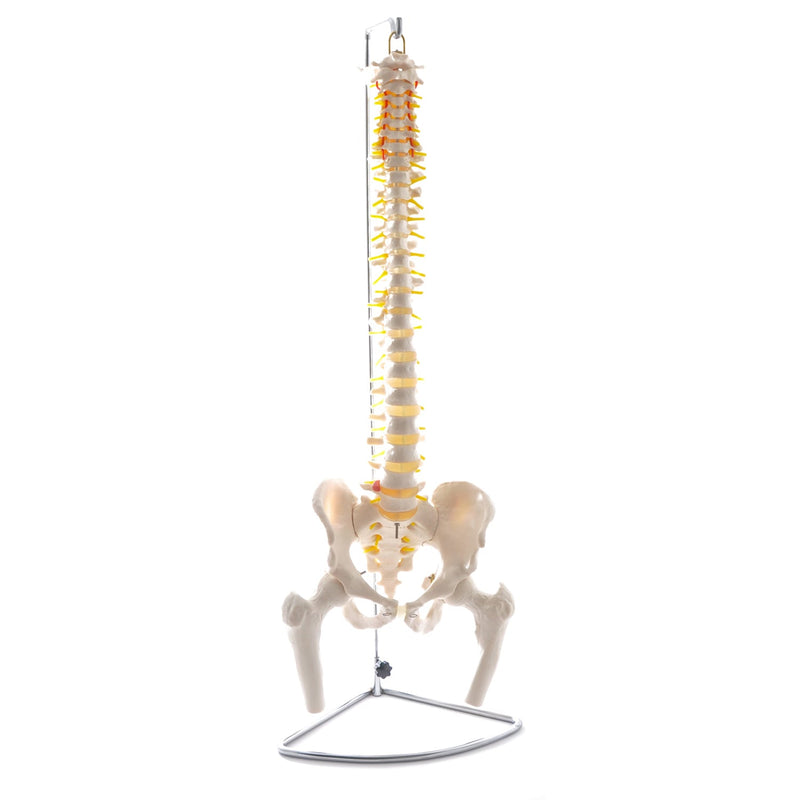 HeineScientific Spinal Column Model with Pelvis and Femoral Heads
