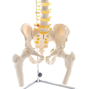 HeineScientific Spinal Column Model with Pelvis and Femoral Heads
