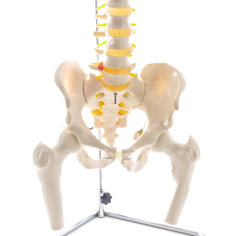 HeineScientific Spinal Column Model with Pelvis and Femoral Heads