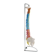 HeineScientific Didactic Vertebral Column Model with Pelvis