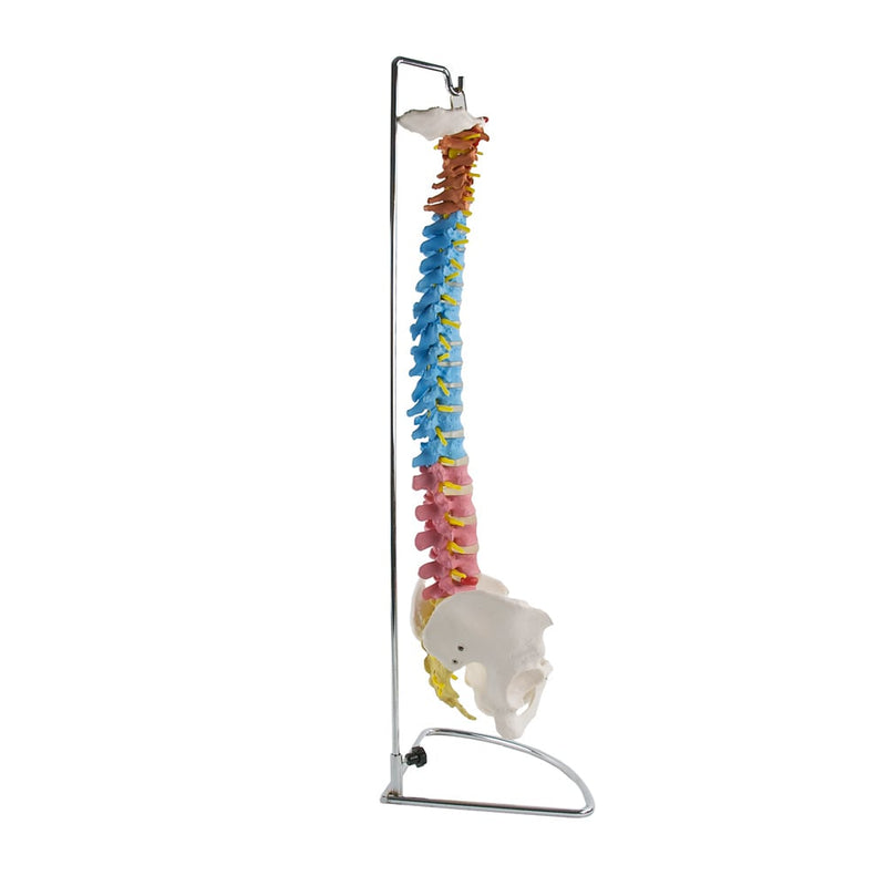 HeineScientific Didactic Vertebral Column Model with Pelvis