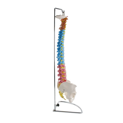 HeineScientific Didactic Vertebral Column Model with Pelvis