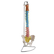 HeineScientific Didactic Vertebral Column Model with Pelvis
