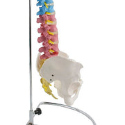 HeineScientific Didactic Vertebral Column Model with Pelvis