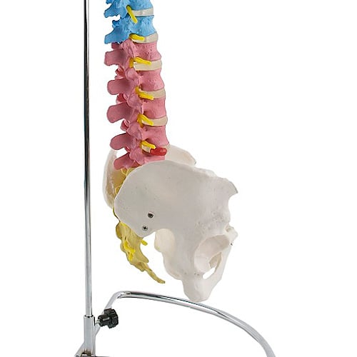 HeineScientific Didactic Vertebral Column Model with Pelvis