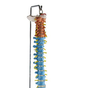 HeineScientific Didactic Vertebral Column Model with Pelvis