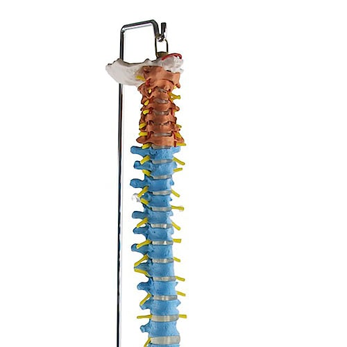 HeineScientific Didactic Vertebral Column Model with Pelvis